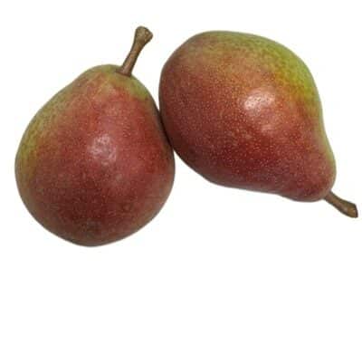 Clapps peer